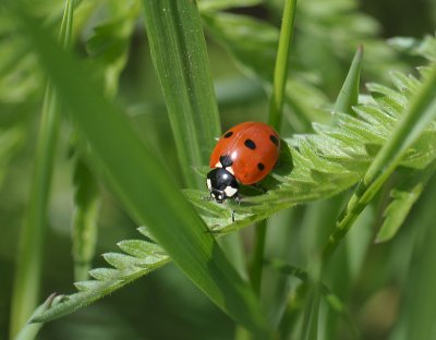 Coccinella septempunctata  010.jpg