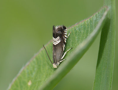1547 Cydia compositella 067.jpg