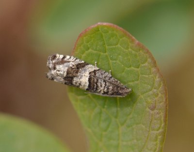 1428 Rhopobota myrtillana 222.jpg