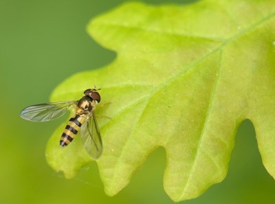 insect  246.jpg