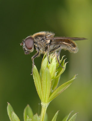 fly  014.jpg