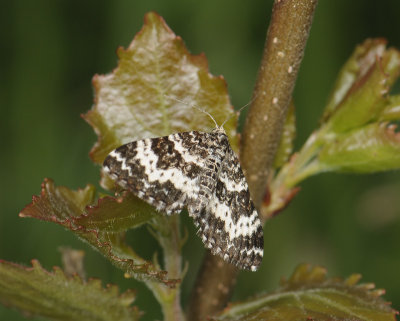 2346 Epirrhoe tristata 019.jpg