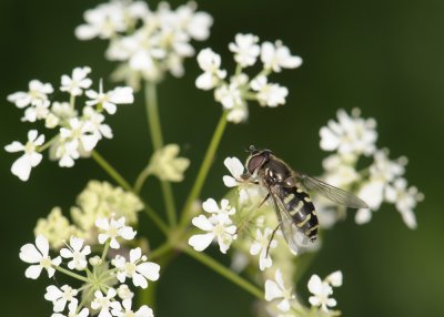 fly  022.jpg