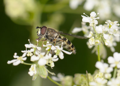 fly  023.jpg