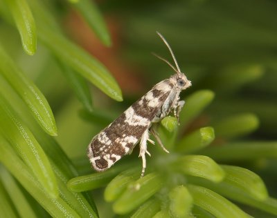 1461   Epinotia tedella  008.jpg