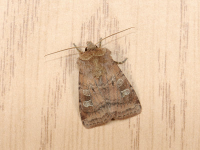 3025   Diarsia rubi  009.jpg