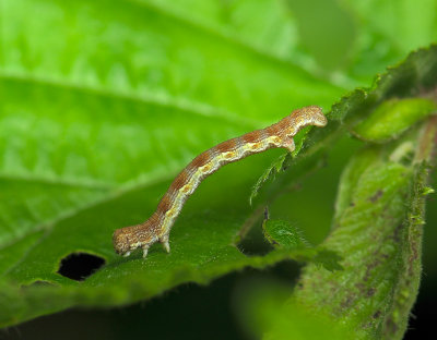 larvae  164.jpg