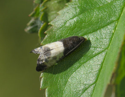 1507 Notocelia cynosbatella 044.jpg
