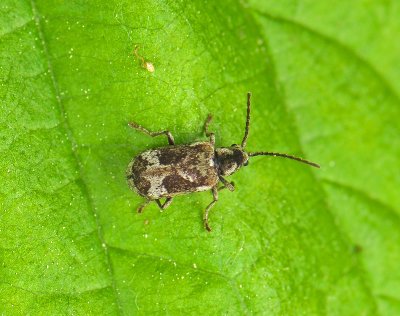 coleoptera 282.jpg