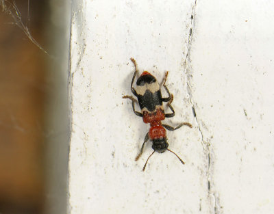 Thanasimus formicarius  284.jpg