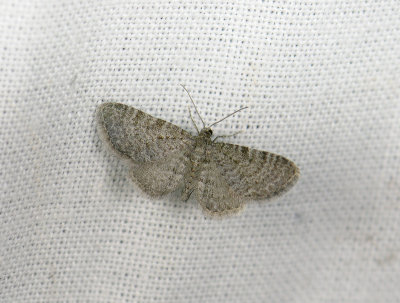 2438   Eupithecia plumbeolata  028.jpg