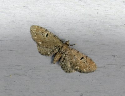 2459   Eupithecia assimilata  029.jpg