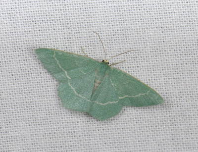 2276 Clorissa viridata 116.jpg