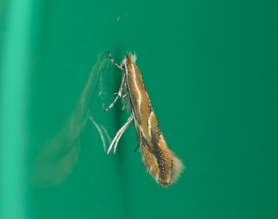 0357   Phyllonorycter corylifoliella  136.jpg