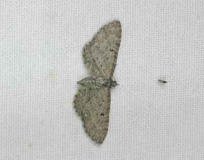 2600   Eupithecia sp  147.jpg