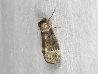 2160 Tetheella fluctuosa 041.jpg