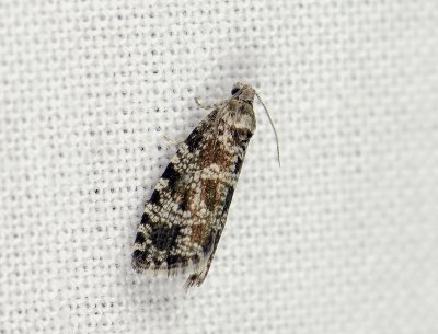 1418 Pseudohermenias abietana 091.jpg