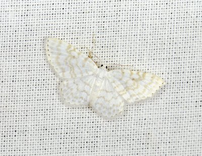 2504 Asthena albulata 117.jpg