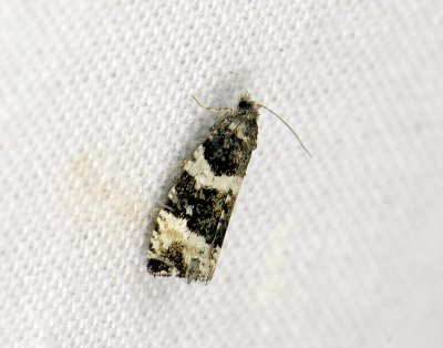 1403 Phiaris bipunctana 121.jpg