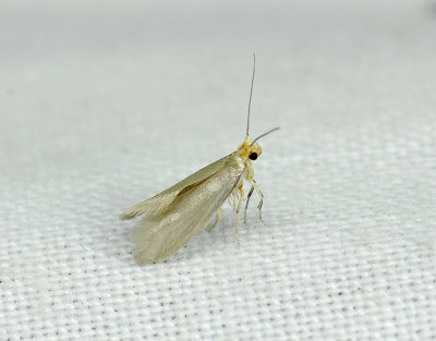 0437 Argyresthia glabratella 167.jpg