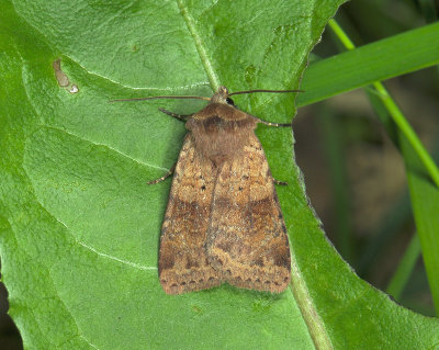 3022 Diarsia mendica 177.jpg
