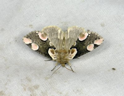 2156 Thyatira batis 185.jpg