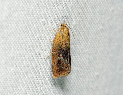 1316 Ptycholoma lecheana 209.jpg