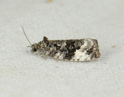 1372 Apotomis sororculana 289.jpg