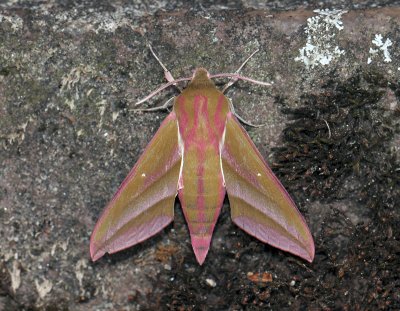 1979 Deilephila elpenor 313.jpg