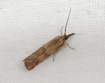 1747 Hypochalcia ahenella 191.jpg