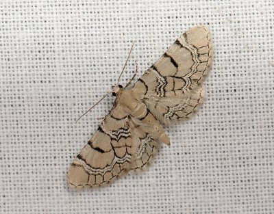 2448 Eupithecia venosata 216.jpg