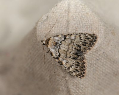 3078 Meganola strigula 250.jpg