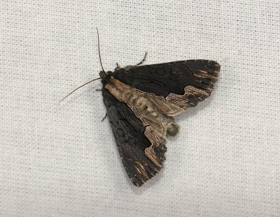2811 Dypterygia scabriuscula 258.jpg