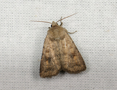 2795 Caradrina morpheus 267.jpg