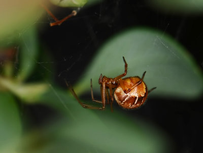 spider  051.jpg