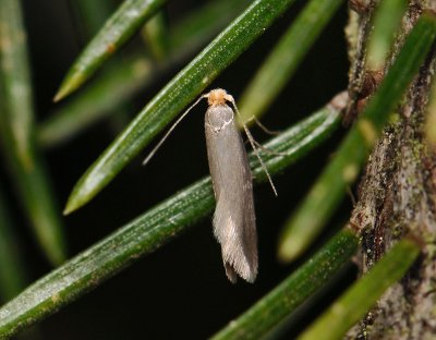 0437 Argyresthia glabratella 11058.jpg