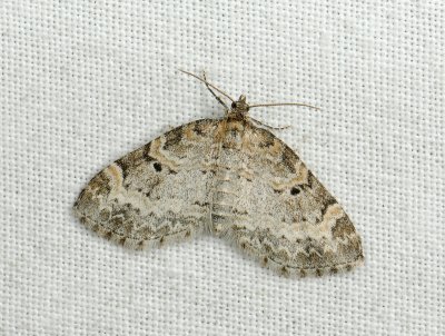 2511   Pterapherapteryx sexalata  143.jpg