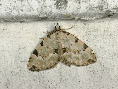 2393   Colostygia pectinataria  145.jpg