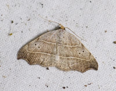 2621   Laspeyria flexula  0036.jpg
