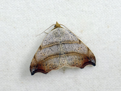 2621   Laspeyria flexula  153.jpg