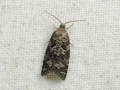 1281   Cnephasia incertana  182.jpg