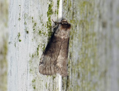 2160 Tetheella fluctuosa 206.jpg