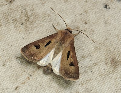 2983 Agrotis exclamationis 11020.jpg