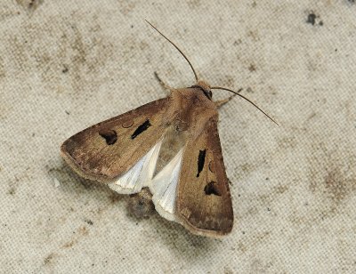 2983   Agrotis exclamationis  11020.jpg