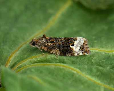 1370 Apotomis capreana 057.jpg
