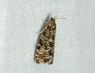 1418 Pseudohermenias abietana 085.jpg