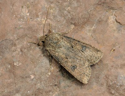2981 Agrotis segetum 101.jpg