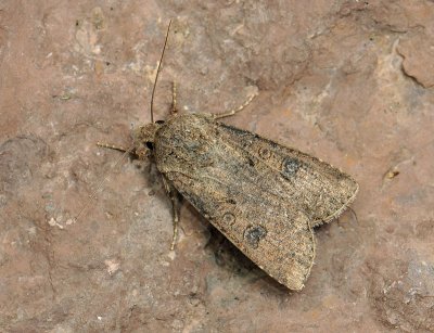 2981   Agrotis segetum  101.jpg