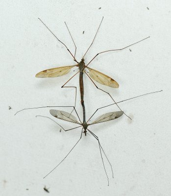 Tipula fulvipennis  042.jpg