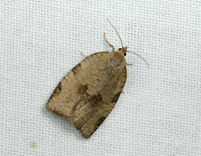 1324 Lozotaenia forsterana 090.jpg